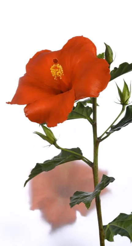 Familia: MALVACEAE / Especie: Hibiscus rosa-sinensis / Nombre común: Cayeno César David Martínez