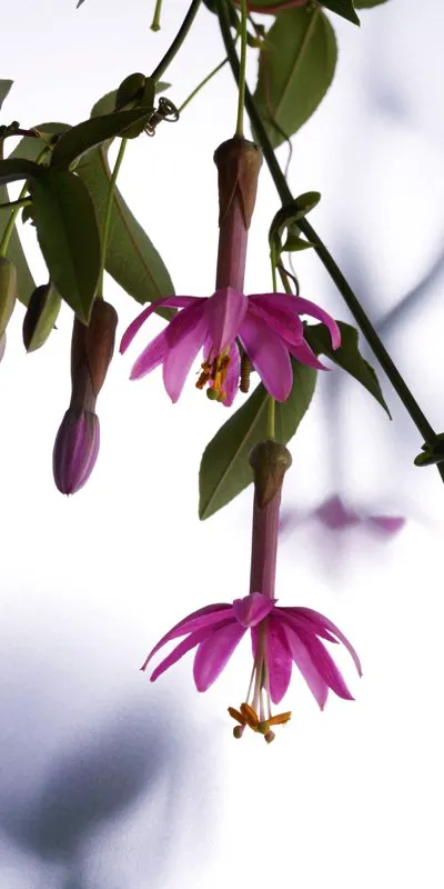 Familia: PASSIFLORACEAE / Especie: Passiflora luzmarina / Nombre comn: Tacso
 Csar David Martnez