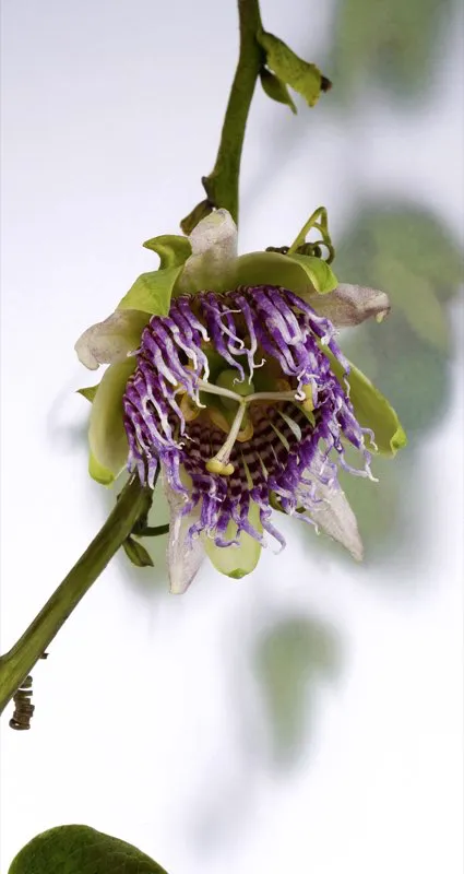 Familia: PASSIFLORACEAE / Especie: Passiflora ligularis / Nombre comn: Granadilla
 
 Csar David Martnez