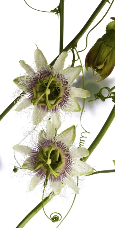 Familia: PASSIFLORACEAE / Especie: Passiflora edulis / Nombre comn: Gulupa
 Csar David Martnez