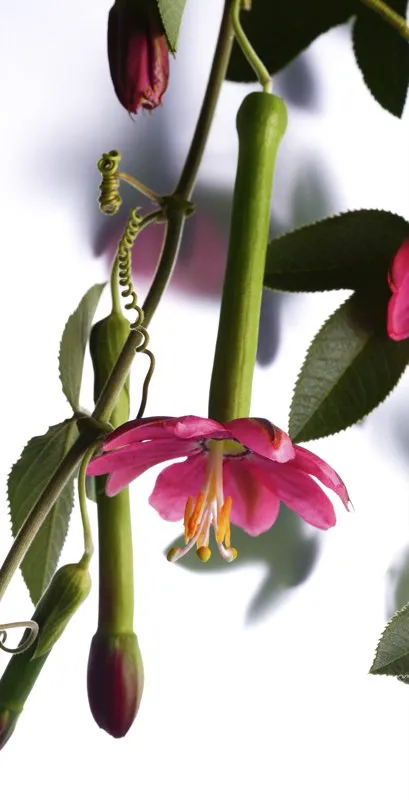 Familia: PASSIFLORACEAE / Especie: Passiflora tripartita / Nombre comn: Curuba
 
 Csar David Martnez