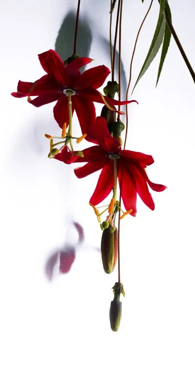 Familia: PASSIFLORACEAE / Especie: Passiflora antioquensis / Nombre comn: Curuba
 Csar David Martnez