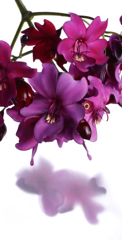 Familia: MELASTOMATACEAE / Especie: Meriania nobilis / Nombre comn: Amarrabollos
 Csar David Martnez