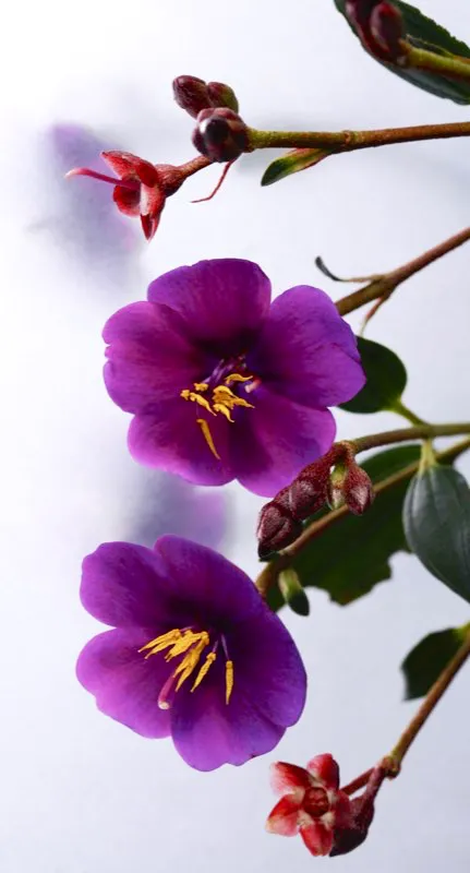 Familia: MELASTOMATACEAE / Especie: Tibouchina lepidota / Nombre comn: Siete cueros
 
 Csar David Martnez