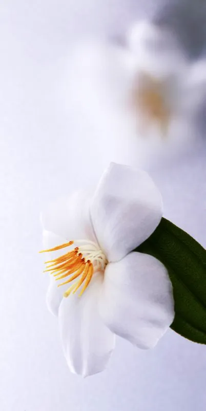 Familia: MELASTOMATACEAE / Especie: Tibouchina lepidota / Nombre comn: Siete cueros Csar David Martnez