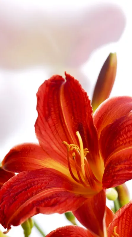 Familia: AMARYLLIDACEAE / Especie: Hemerocallis x hibrido / Nombre comn: Lirio
 Csar David Martnez