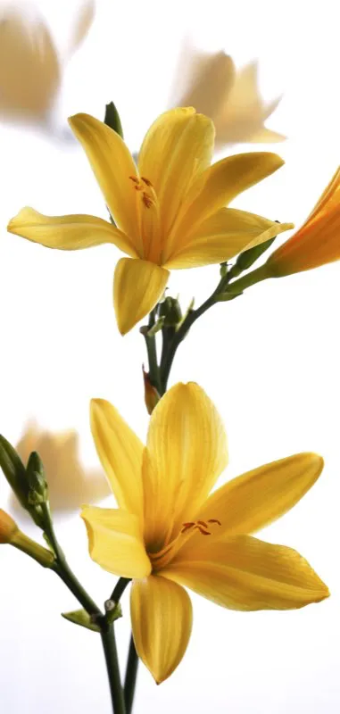 Familia: AMARYLLIDACEAE / Especie: Hemerocallis x hibrido / Nombre comn: Lirio
 Csar David Martnez
