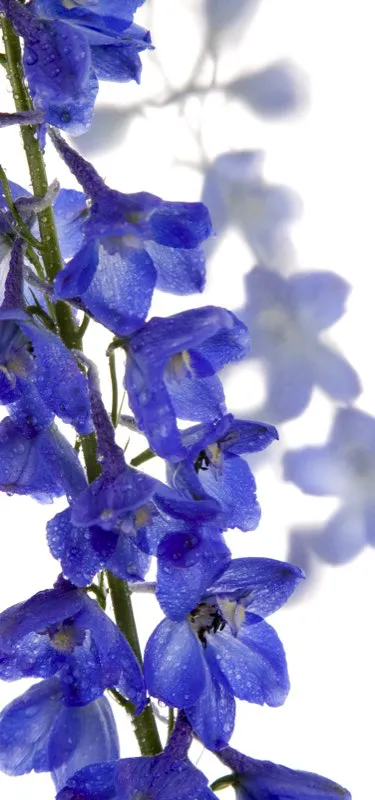 Familia: SCROPHULARIACEAE / Especie: Delphinium Triton / Nombre comn: Blue Csar David Martnez