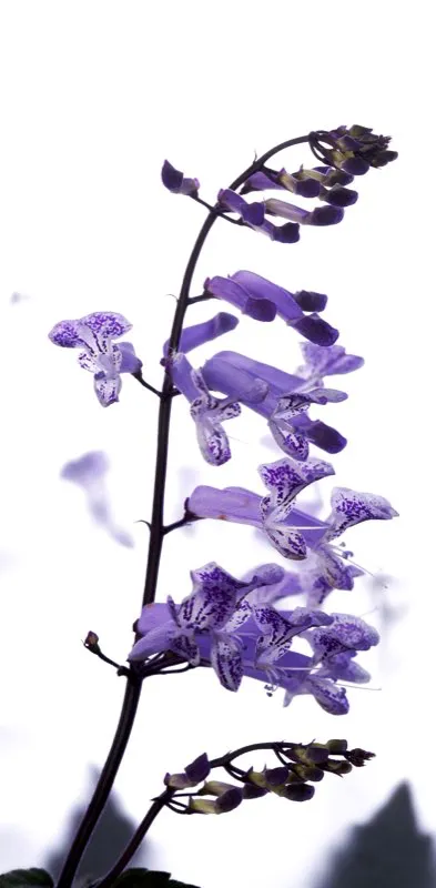 Familia: LAMIACEAE / Especie: Plectranthus verticiatus / Nombre común: Orejitas
César David Martínez