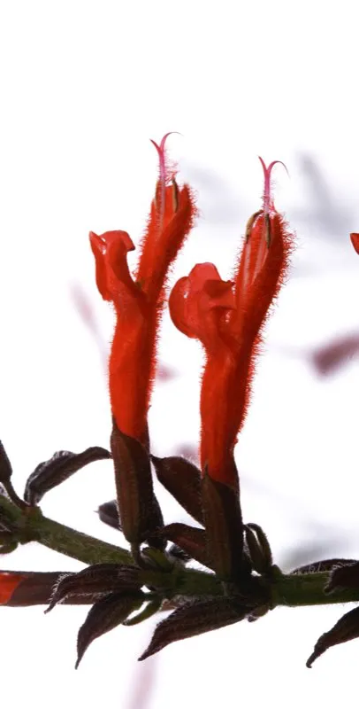 Familia: LAMIACEAE / Especie: Salvia rufula / Nombre común: Salvia
César David Martínez