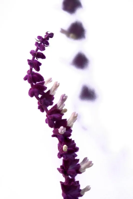Familia: LAMIACEAE / Especie: Lepechinia schiedeana / Nombre común: Salvia
César David Martínez