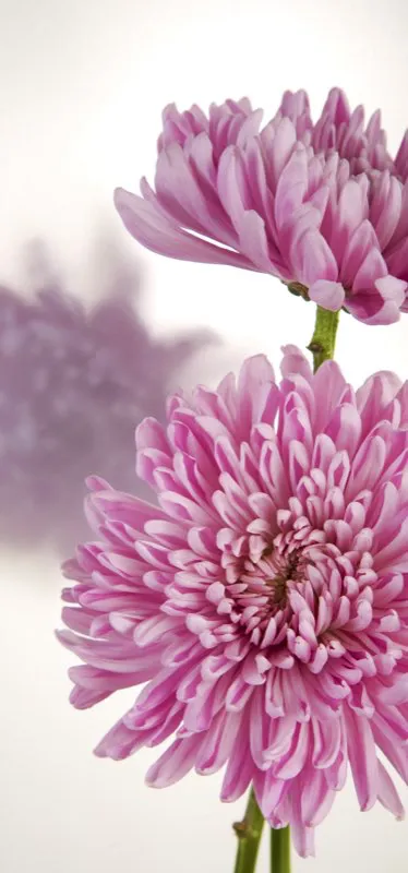 Familia: ASTERACEAE / Especie: Chrysanthemun morifolium / Nombre comn: Margarita
 Csar David Martnez