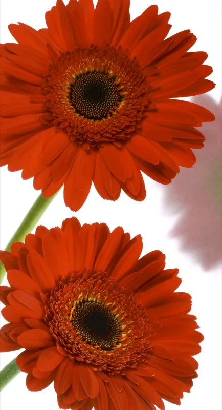 Familia: ASTERACEAE / Especie: Gerbera jamesonii  / Nombre comn: Gerbera 
 
 Csar David Martnez