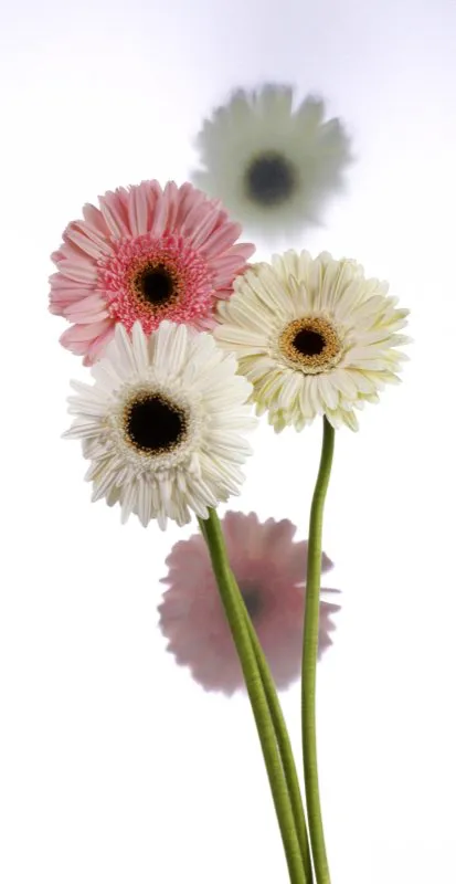 Familia: ASTERACEAE / Especie: Gerbera jamesonii / Nombre comn: Gerbera 
 
 Csar David Martnez