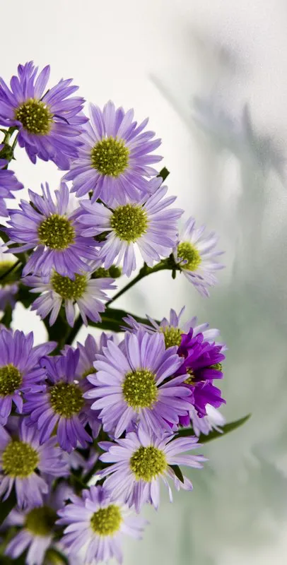 Familia: ASTERACEAE / Especie: Chrysanthemun morifolium 
 
 Csar David Martnez