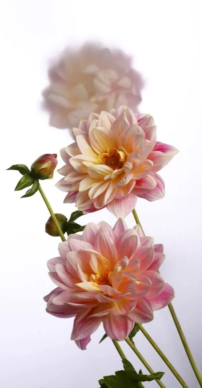 Familia: ASTERACEAE / Especie: Dahlia x pinnata / Nombre comn: Dalia Csar David Martnez