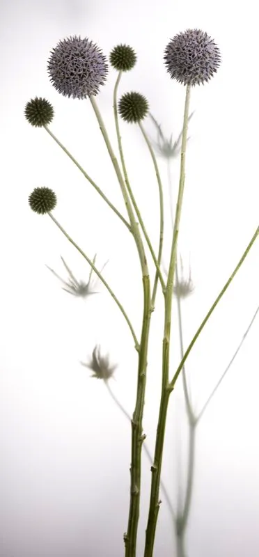 Familia: ASTERACEAE / Especie: Echinops sphareocephalus
 Csar David Martnez