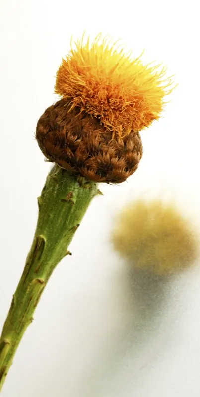 Familia: ASTERACEAE / Especie: Centaurea hypoleuca / Nombre comn: Centaurea
 Csar David Martnez