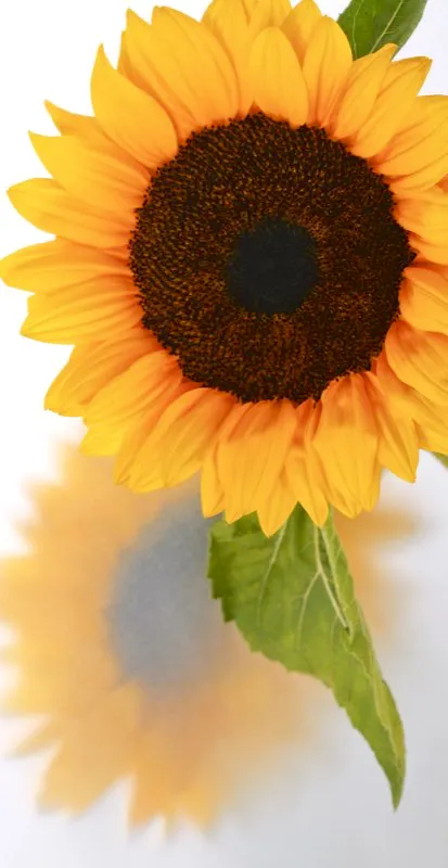 Familia: ASTERACEAE / Especie: Helianthus x hibrido / Nombre comn: Girasol Csar David Martnez