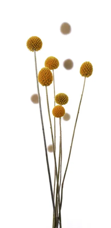 Familia: ASTERACEAE / Especie: Craspedia chrtsantha / Nombre comn: Craspedia
 Csar David Martnez