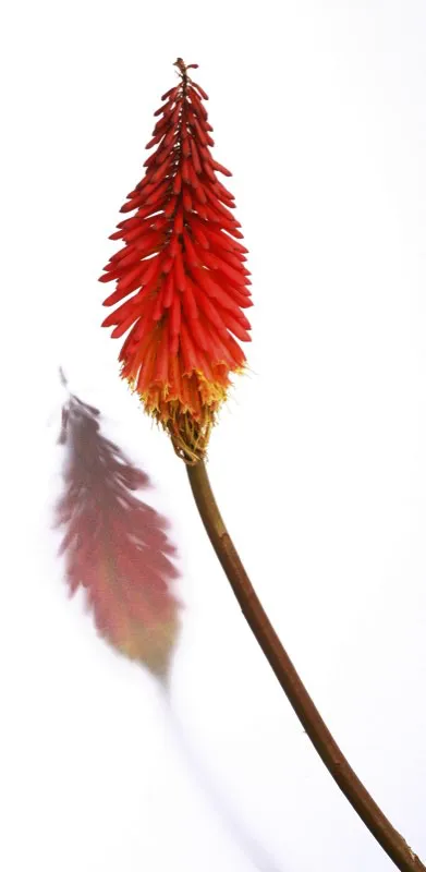 Familia: ASPHODELACEAE / Especie: Kniphofia uvaria / Nombre común: Llama César David Martínez
