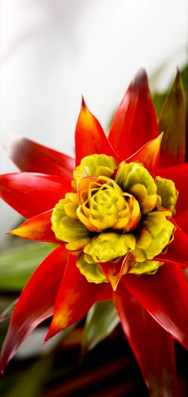 Familia: BROMELIACEAE / Especie: Guzmania Limones
 Csar David Martnez