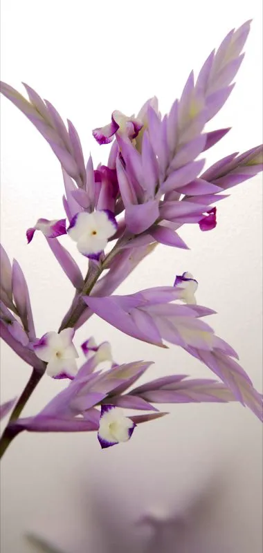 Familia: BROMELIACEAE / Especie: Tillandsia cacticola

 Csar David Martnez