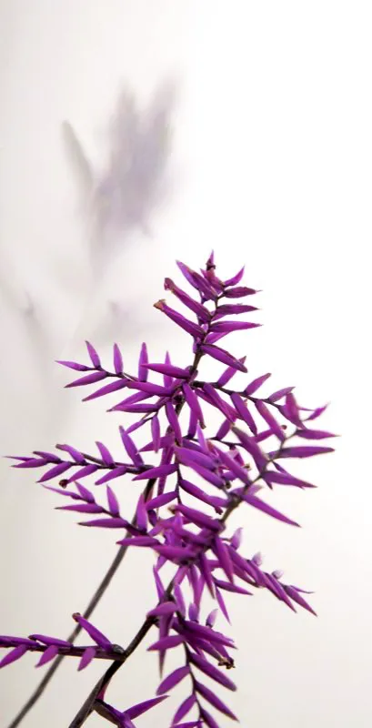 Familia: BROMELIACEAE / Especie: Tillandsia straminea
 Csar David Martnez