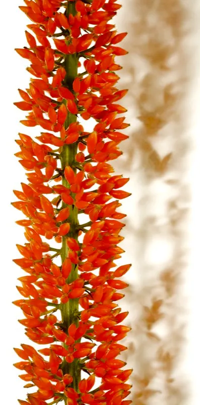 Familia: BROMELIACEAE / Especie: Aechmea latifolia
 Csar David Martnez