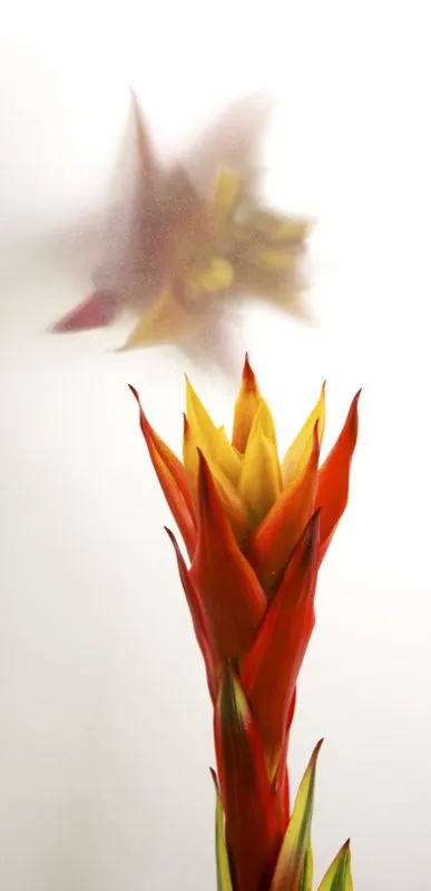 Familia: BROMELIACEAE / Especie: Guzmania Fools gold
 Csar David Martnez