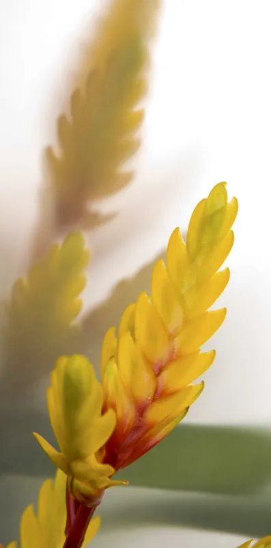 Familia: BROMELIACEAE / Especie: Vriesea Charlotte
 Csar David Martnez