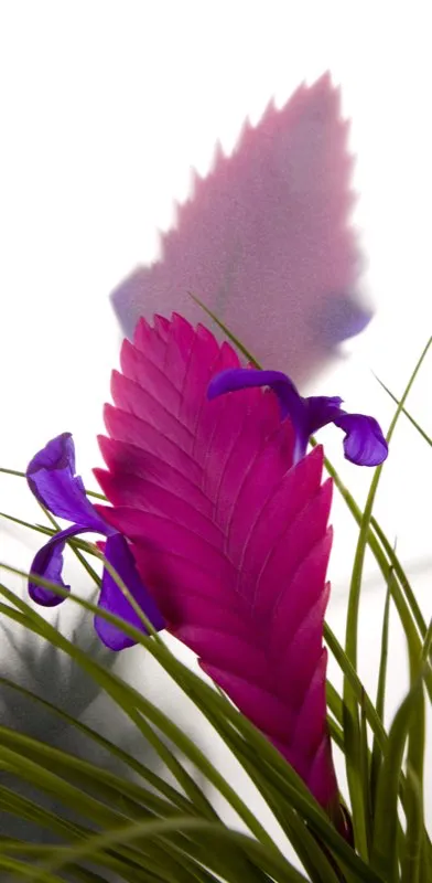 Familia: BROMELIACEAE / Especie: Tillandsia cyanea
 Csar David Martnez
