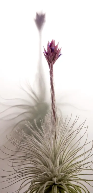 Familia: BROMELIACEAE / Especie: Tillandsia tectorum
 
 Csar David Martnez