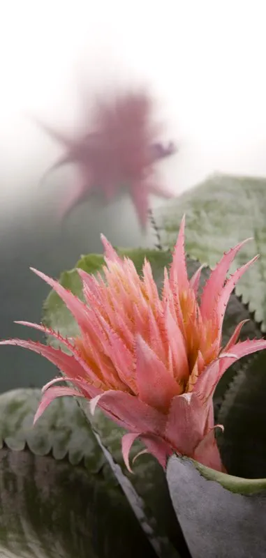 Familia: BROMELIACEAE / Especie: Aechmea fasciata
 Csar David Martnez