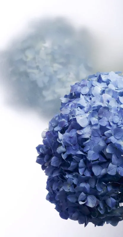 Familia: SAXIFRAGACEAE / Especie: Hydrangea grandiflora / Nombre común: Hortensia César David Martínez