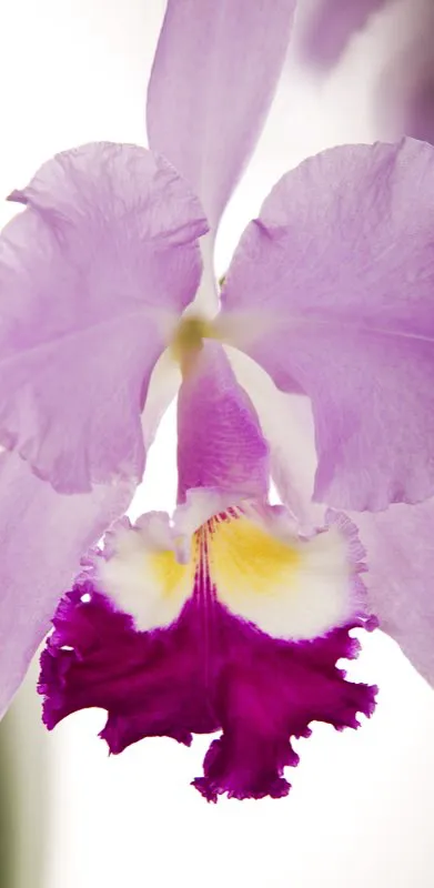 Familia: ORCHIDACEAE / Especie: Catleya warscewiczii
César David Martínez