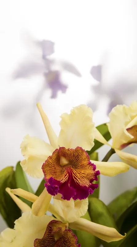 Familia: ORCHIDACEAE / Especie: Stanhopea reichenbachiana
César David Martínez