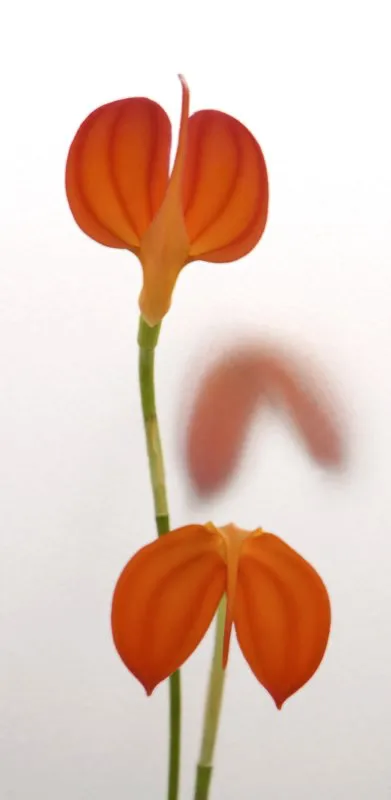 Familia: ORCHIDACEAE / Especie: Masdevallia ignea
César David Martínez