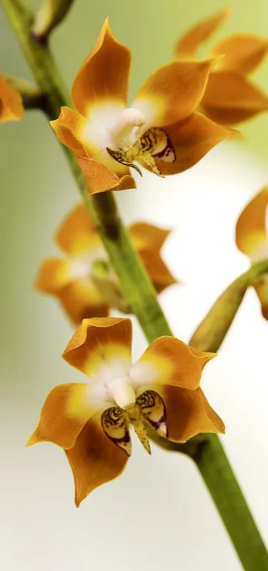 Familia: ORCHIDACEAE / Especie: Neomoorea wallisii
César David Martínez