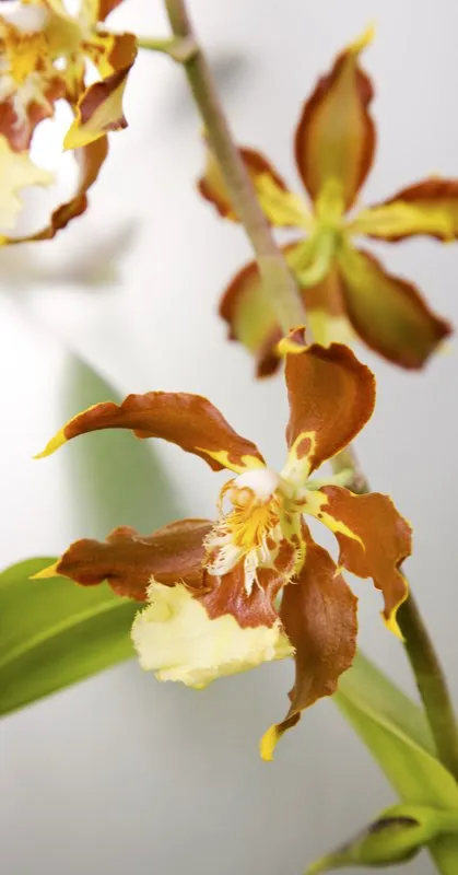 Familia: ORCHIDACEAE / Especie: Odontoglossum luteo purpureum
César David Martínez