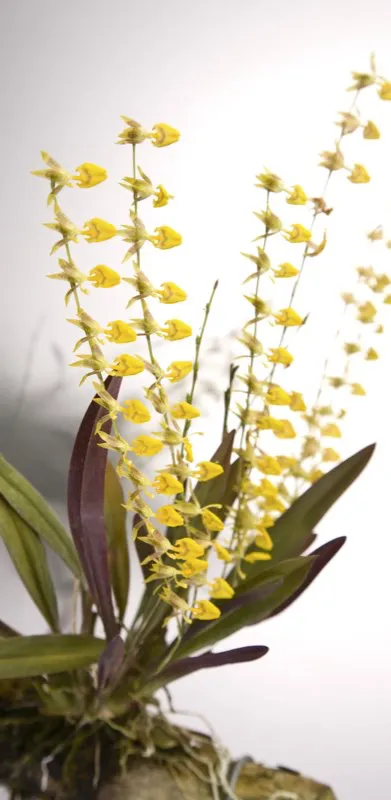 Familia: ORCHIDACEAE / Especie: Sigmatostalix guatemalensis
César David Martínez