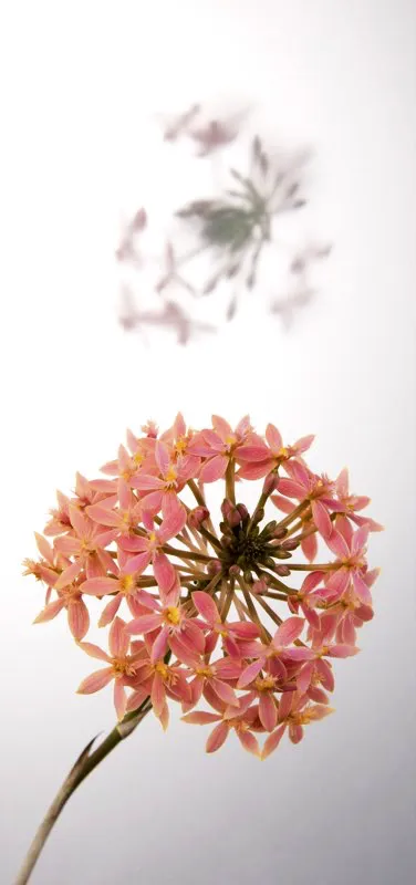 Familia: ORCHIDACEAE / Especie: Epidendrum secundum
César David Martínez