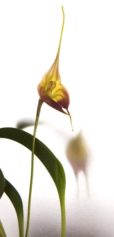 Familia: ORCHIDACEAE / Especie: Masdevallia carrillana
César David Martínez