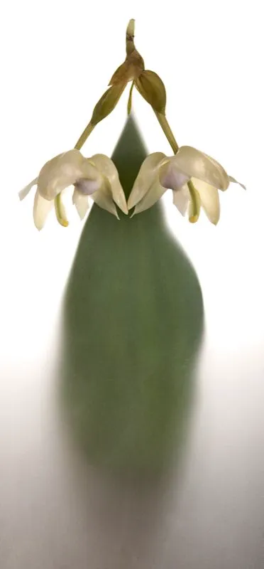 Familia: ORCHIDACEAE / Especie: Stanhopea reichenbachiana
César David Martínez