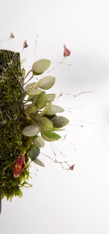 Familia: ORCHIDACEAE / Especie: Lepanthes chelonion
César David Martínez