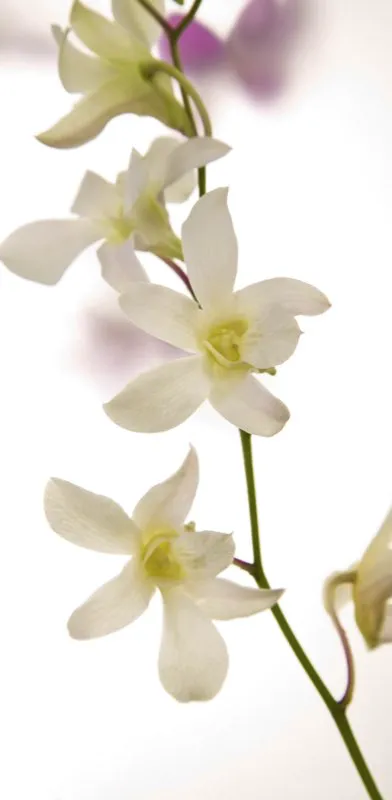 Familia: ORCHIDACEAE / Especie: Dendrobium César David Martínez