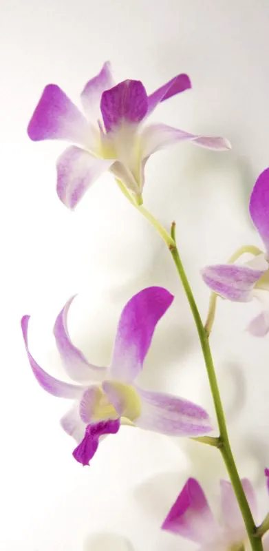 Familia: ORCHIDACEAE / Especie: Dendrobium César David Martínez