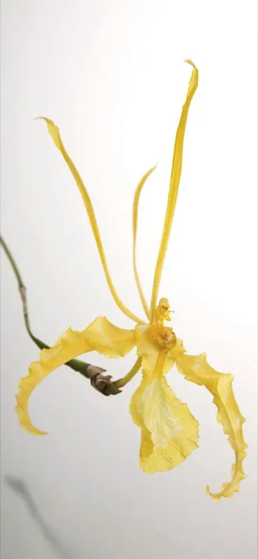 Familia: ORCHIDACEAE / Especie: Psychopsis papilio
César David Martínez