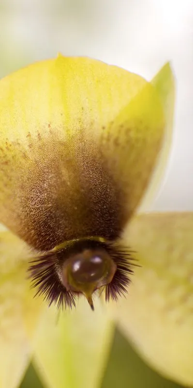 Familia: ORCHIDACEAE / Especie: Telipogon berthae ortiz César David Martínez