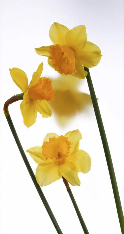 Familia: IRIDACEAE / Especie: Narcissus “Ceylon” / Nombre común: Narciso César David Martínez
